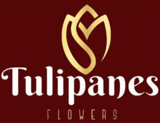 Tulipanes Flowers